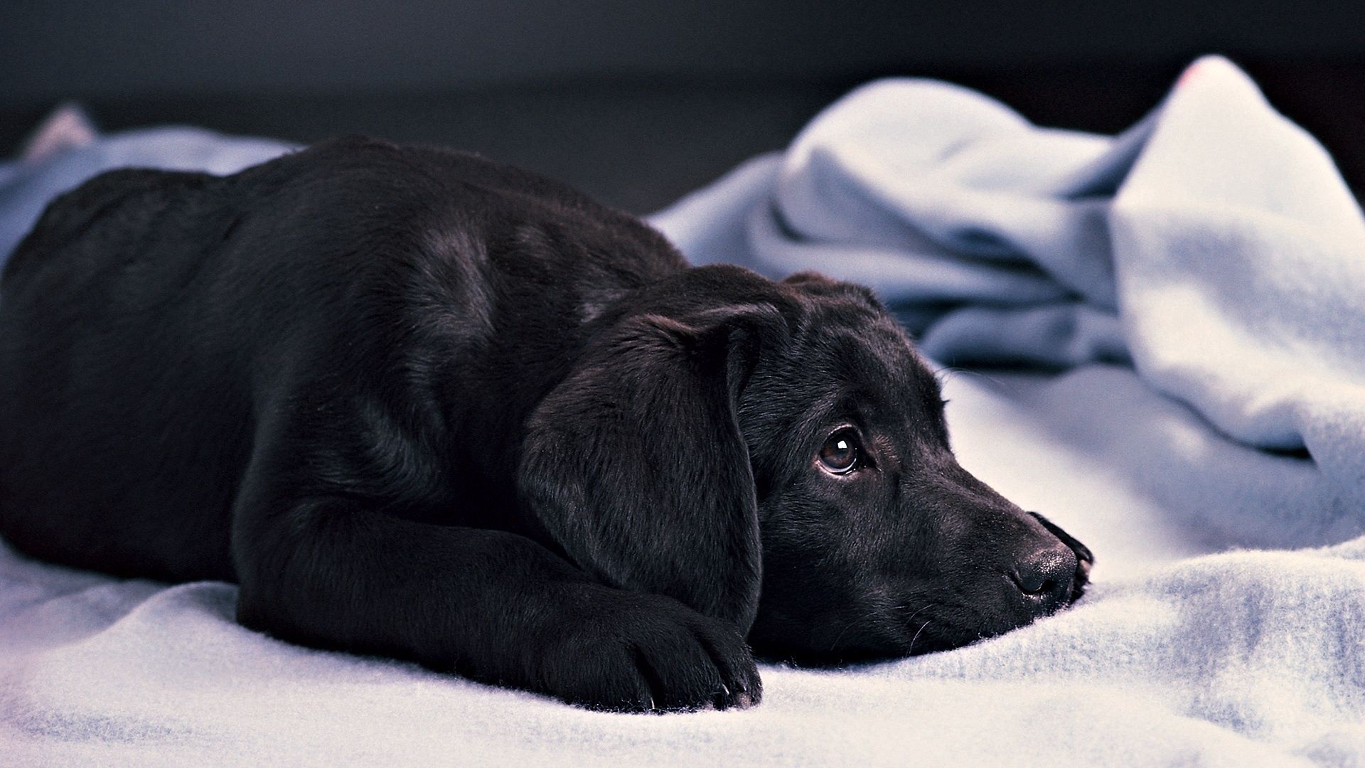 dog, muzzle, dark, down, happy