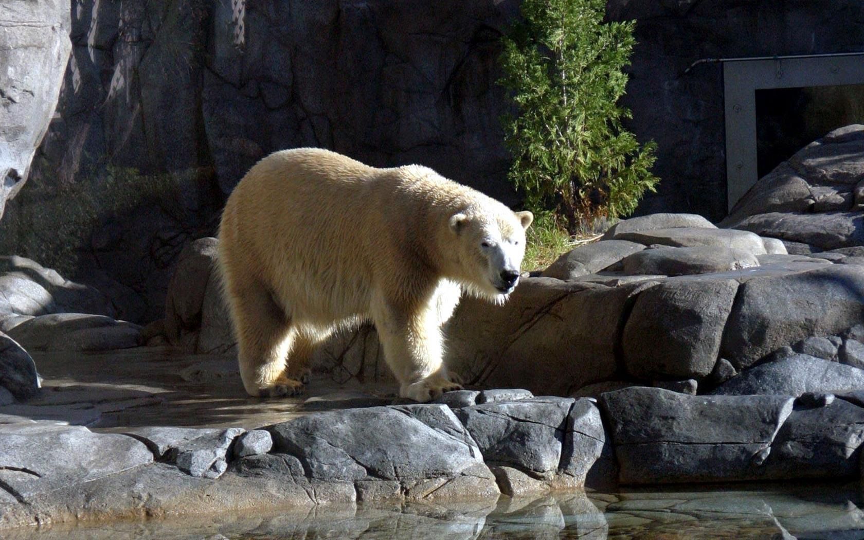 polar bear, stones, water, walk, nature reserve