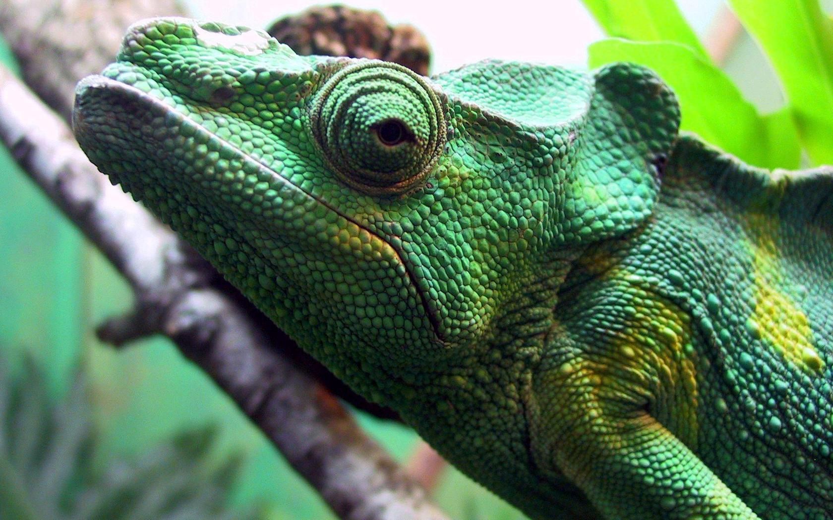 chameleon, head, eyes, color