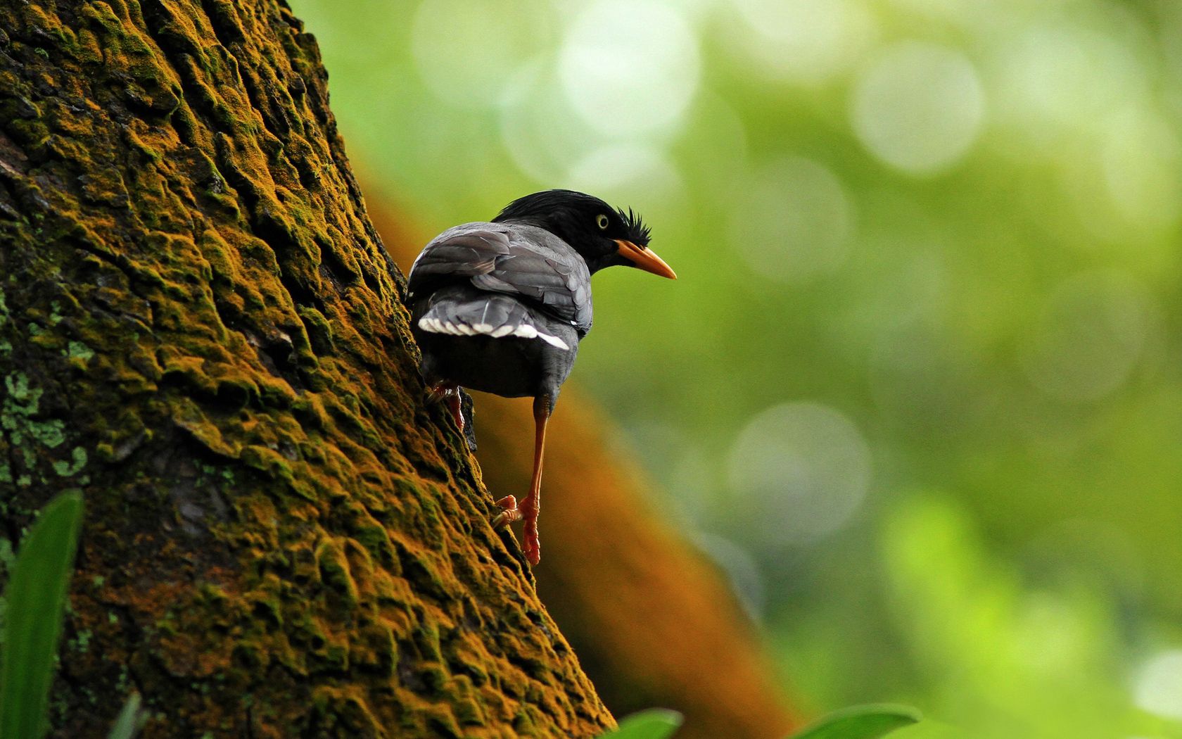 bird, tree, branch, climb