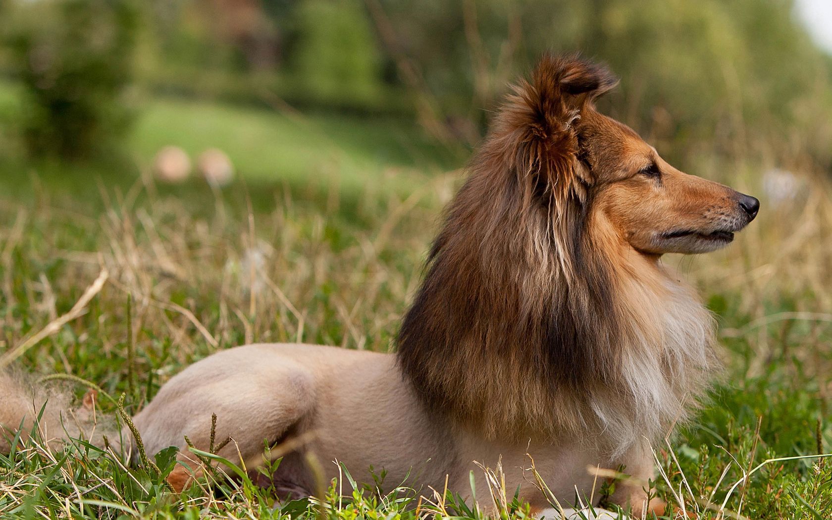 sheltie, dog, fur, snout