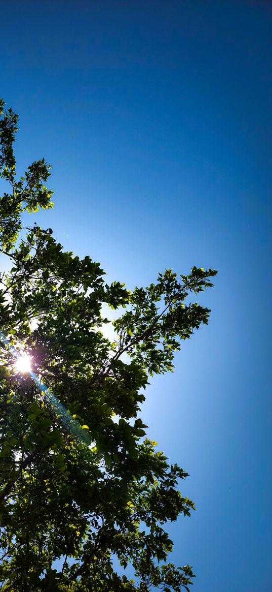 tree, sky, sunlight, nature, green