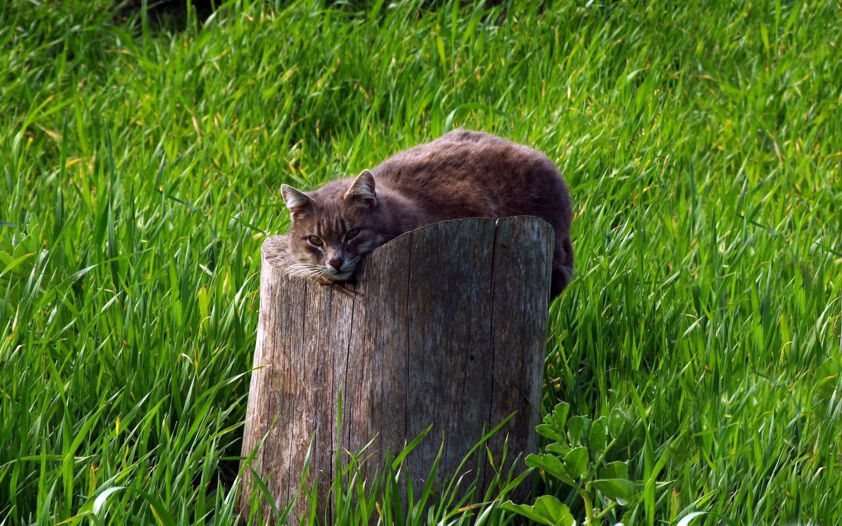 cat, tree stump, grass, lie