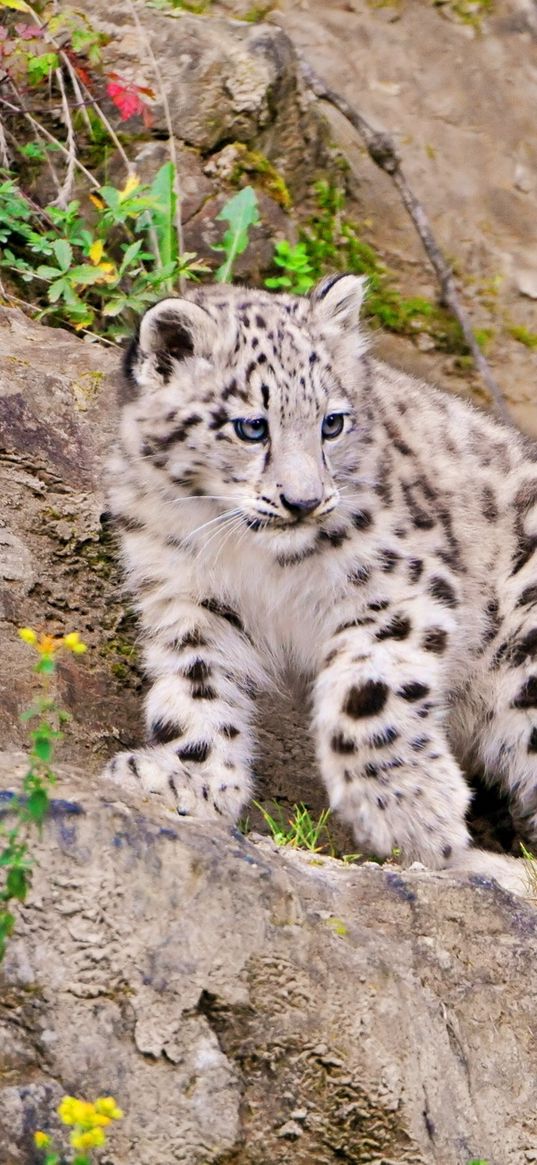 snow leopard, climbing, big cat, predator