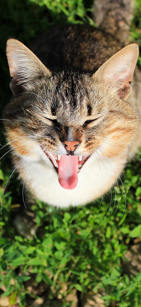 cat, cry, grass, shade, concern