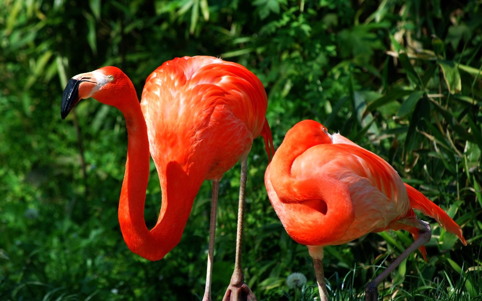 flamingo, couple, grass, birds, color, feathers