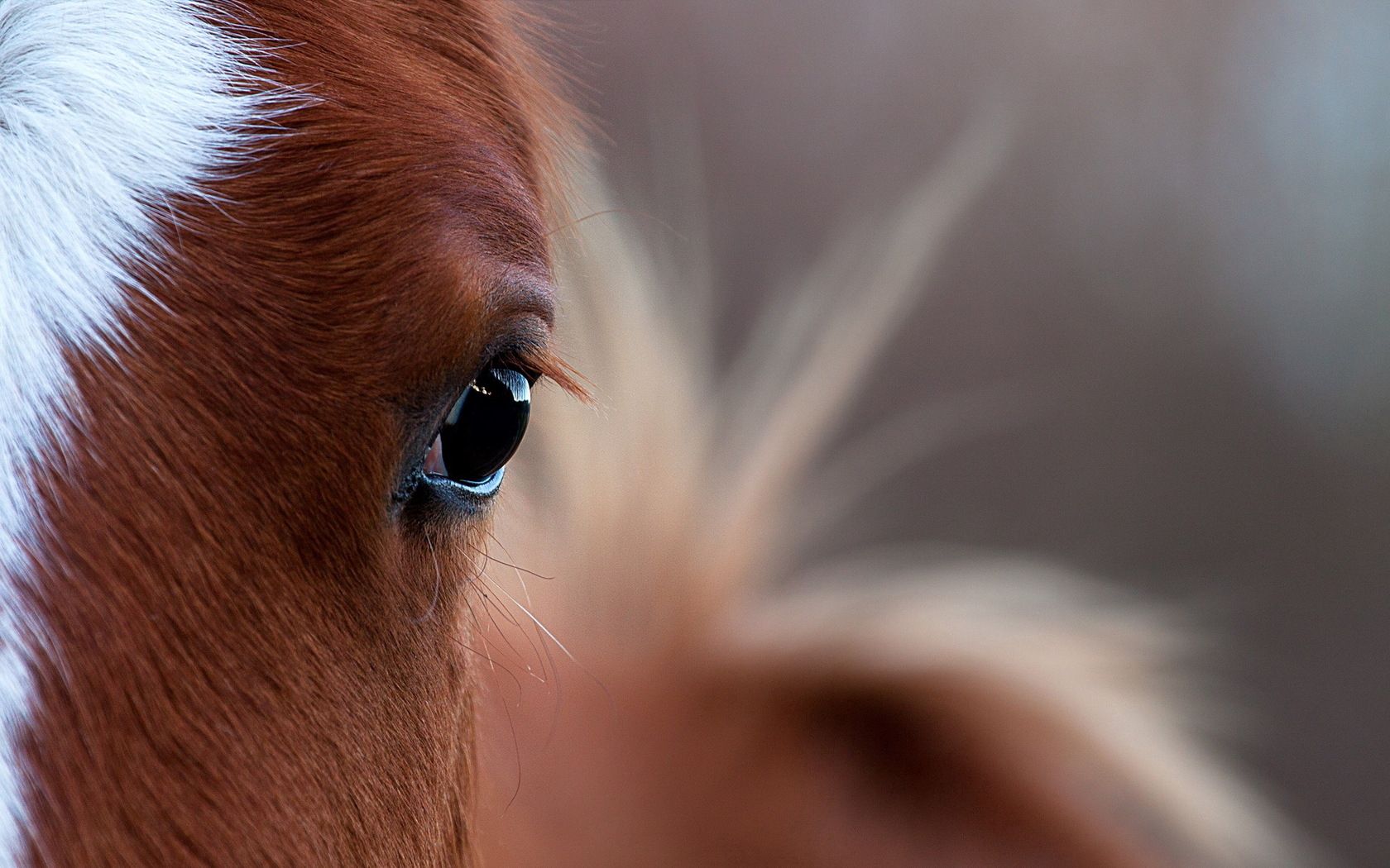 horse, eye, bright