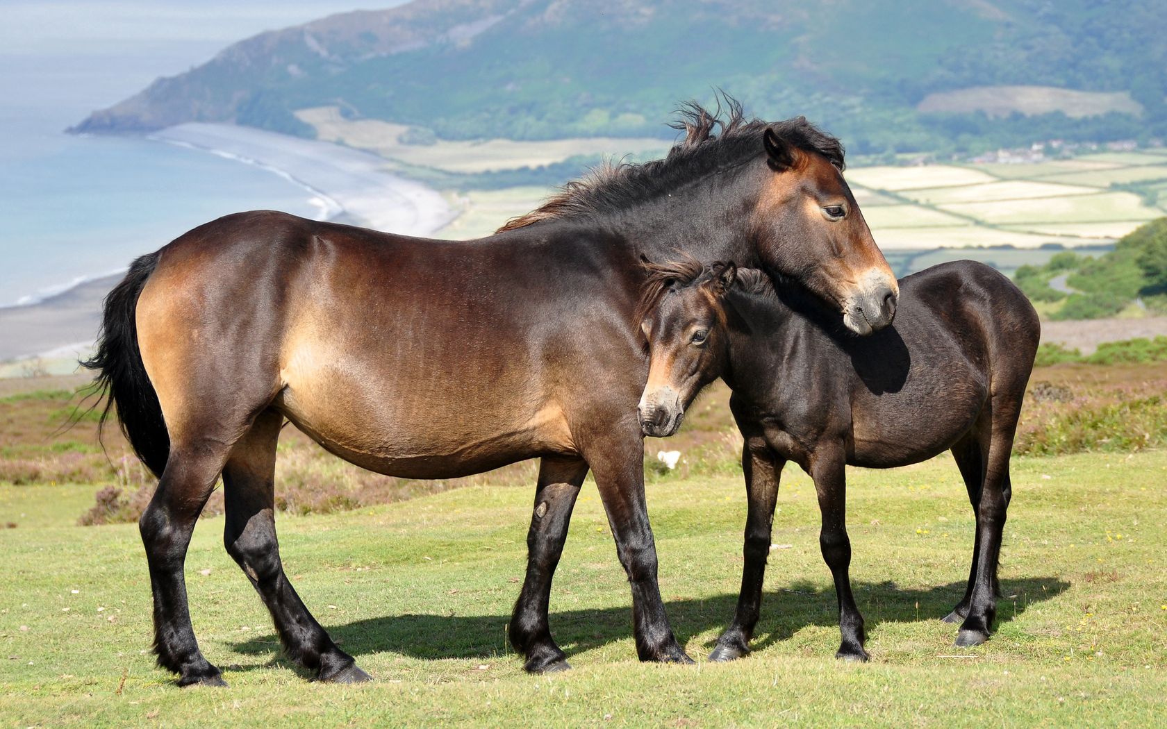 horses, couple, grass, mountains