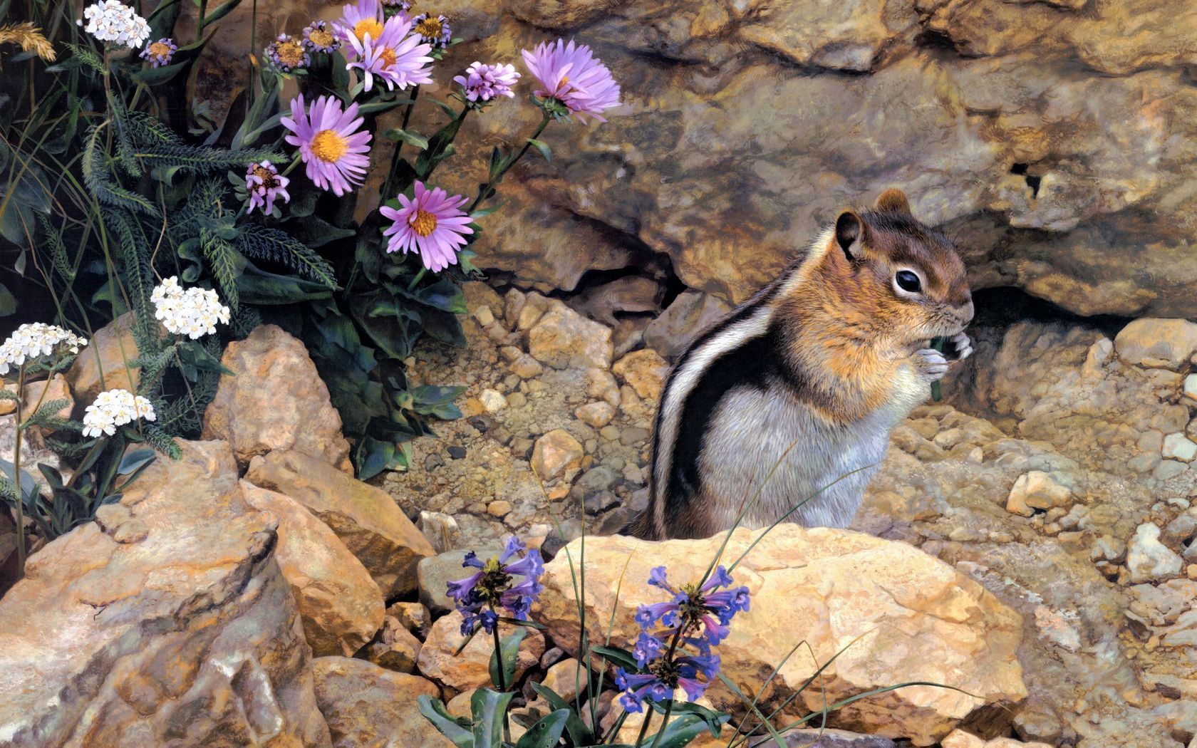 chipmunk, stones, flowers, stripes, sit