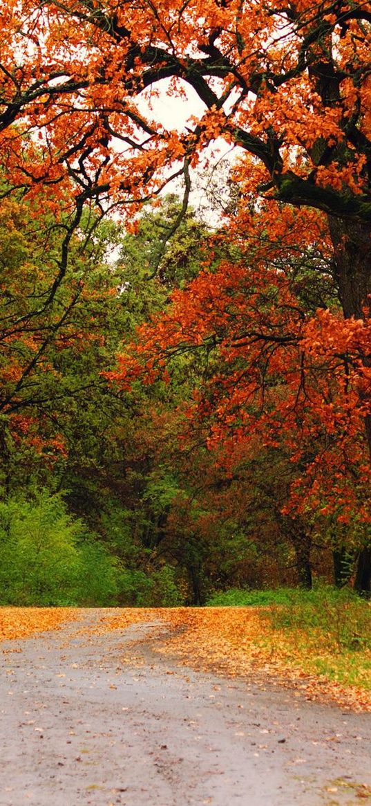 autumn, wood, trees, road, track, intersection, crossroads