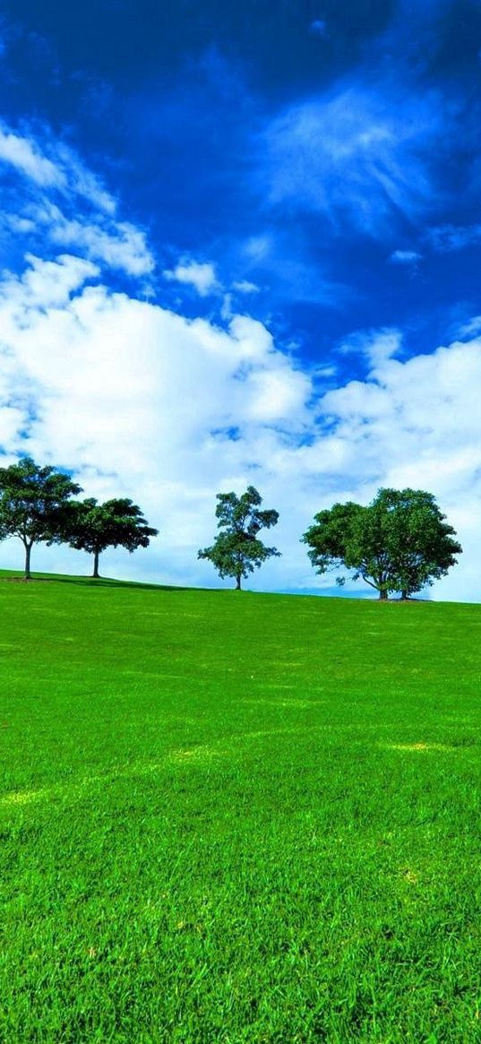 trees, horizon, summer, row, clouds, meadow, blue, green, day