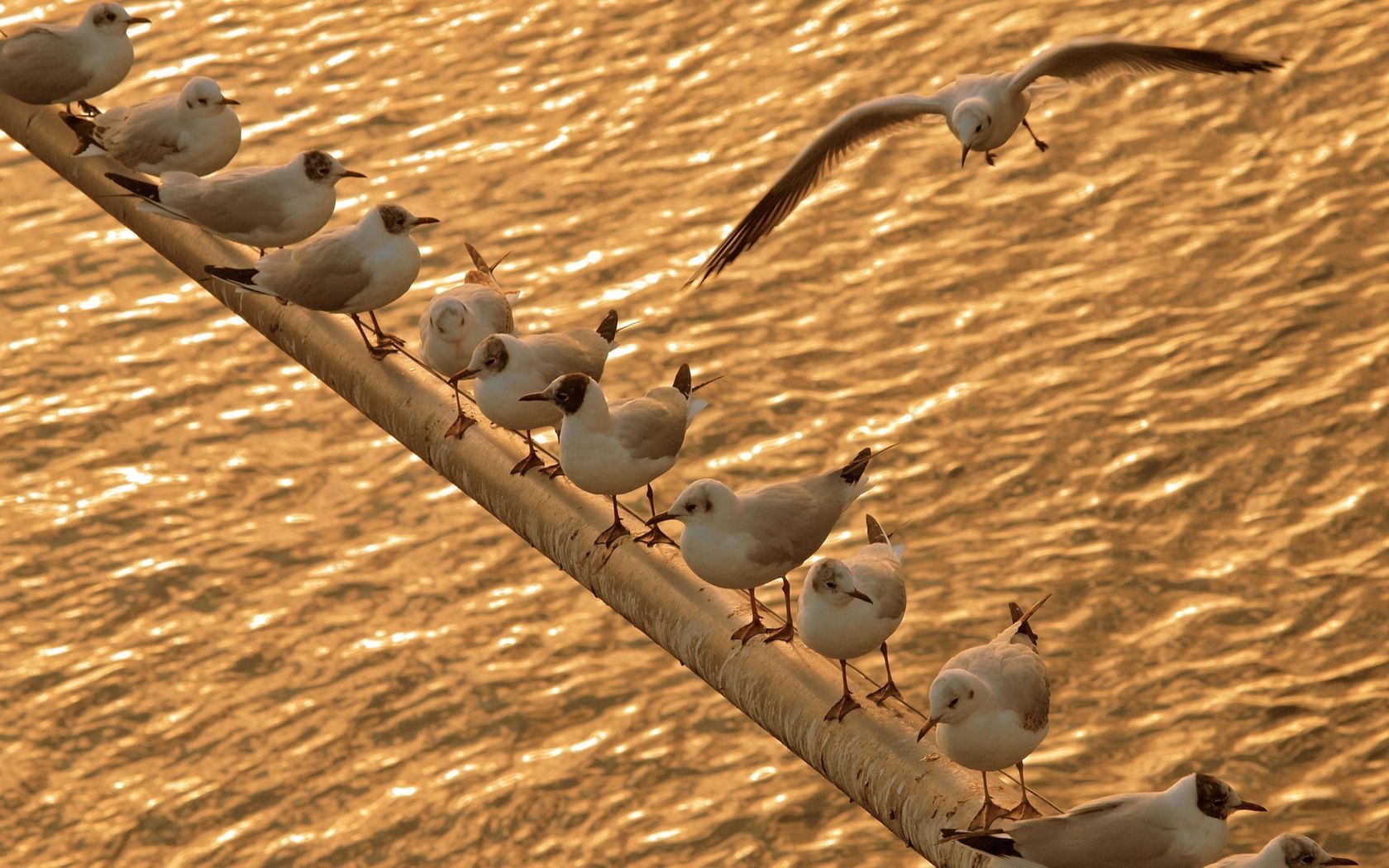 birds, gulls, sit, sea, shoal