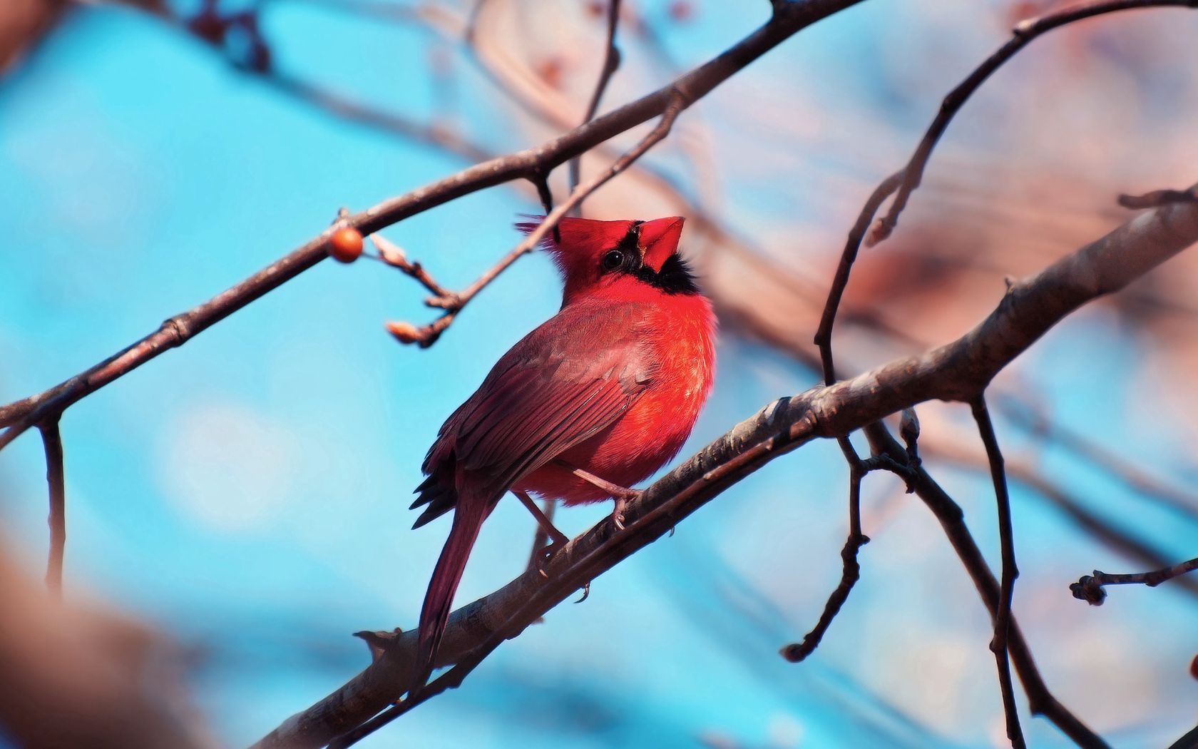 red cardinal, bird, branch, tree, color, sitting