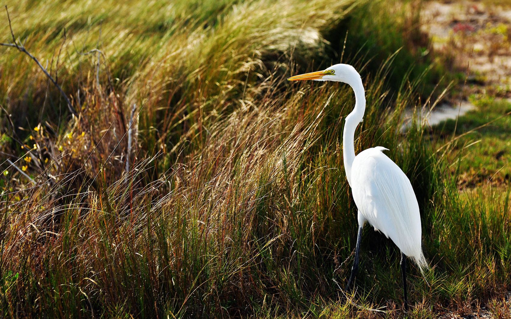 heron, birds, grass, feathers, stand