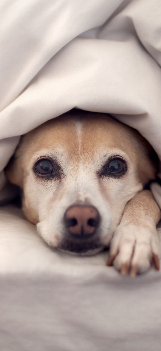 dog, bed, blanket, lie, look, look out