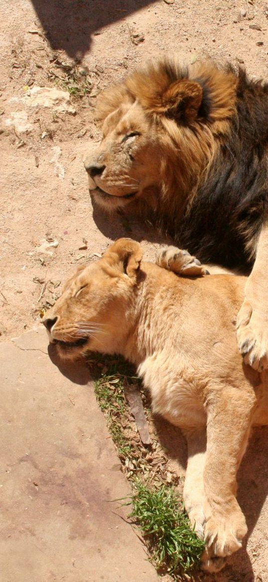 lion, lioness, lying, hugging, caring, family, sleep, rest