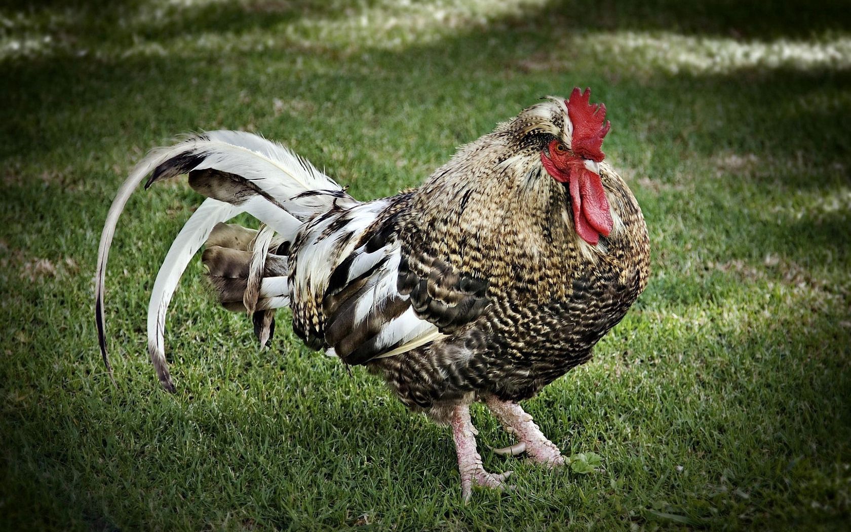 rooster, feathers, grass, walk