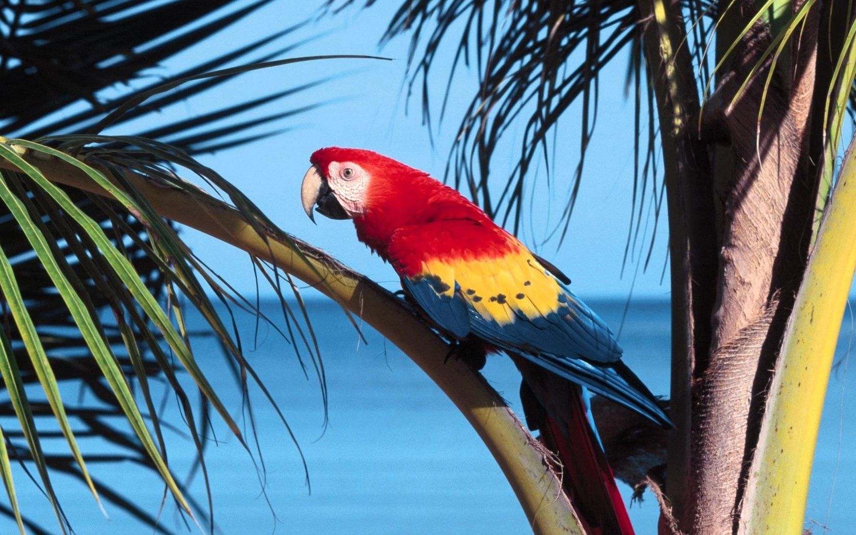 parrot, bird, branch, tree, color, bright