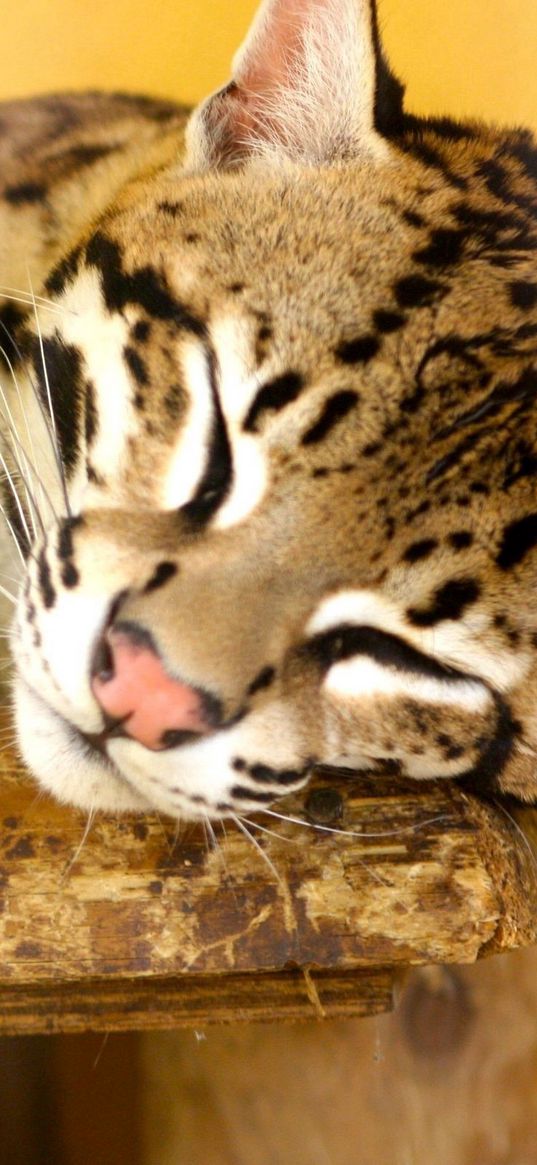 jaguar, big cat, carnivore, lie, face, nose, spotted