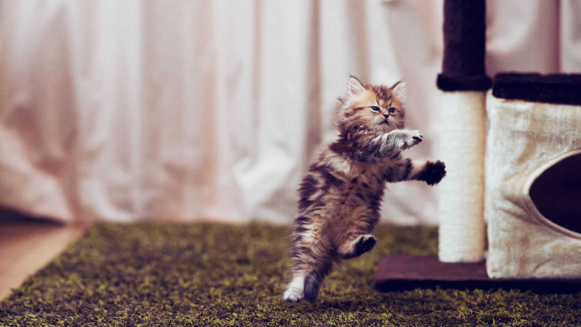 kitty, furry, run, jump, room, posture