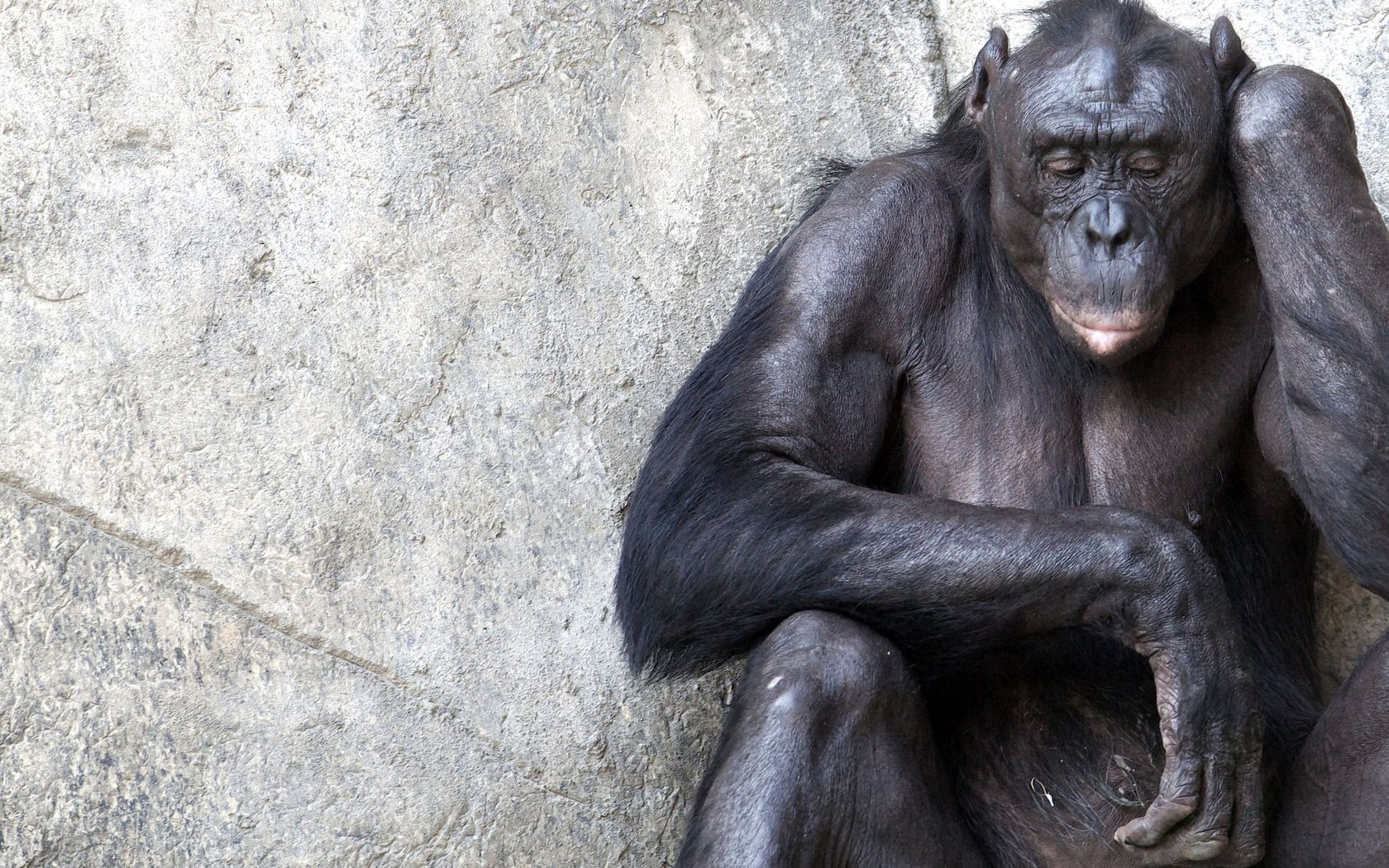 chimpanzees, wall, sitting, monkey, thoughts