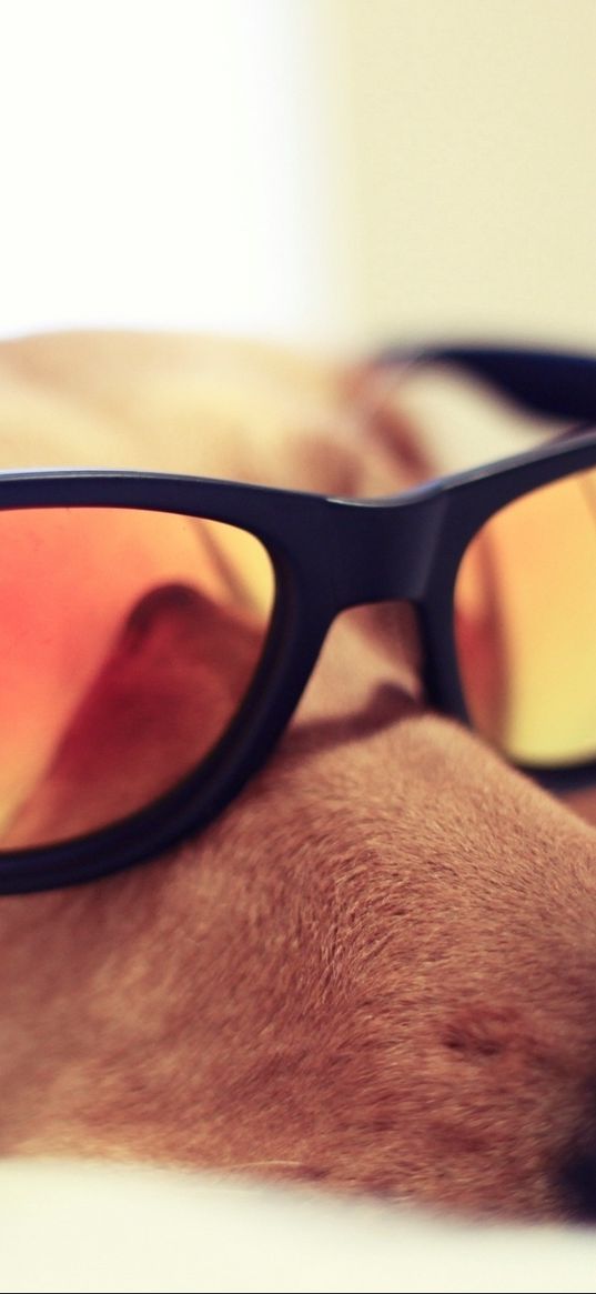 dogs, face, sunglasses, reflection