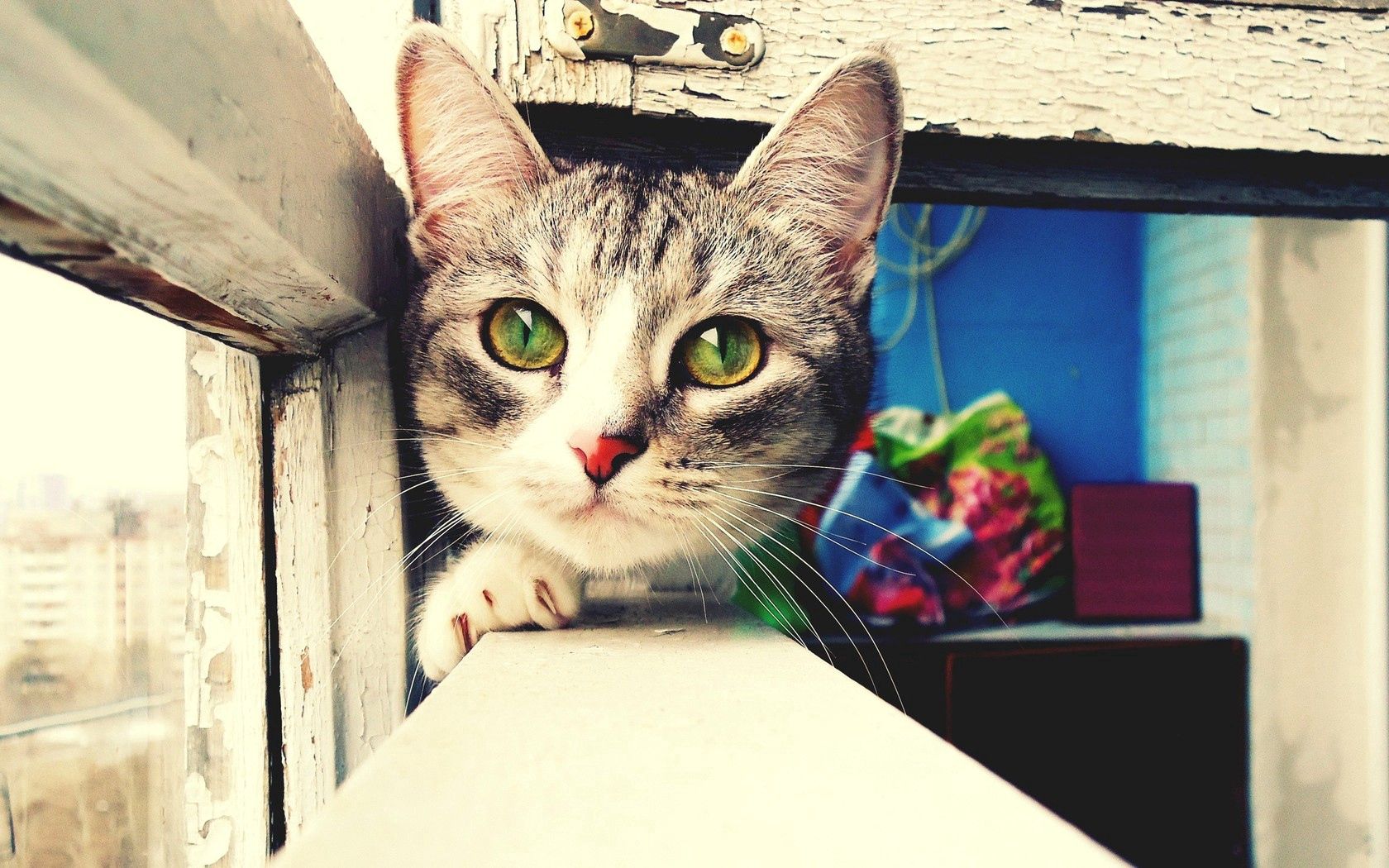 cat, muzzle, windowsill, hunting, care