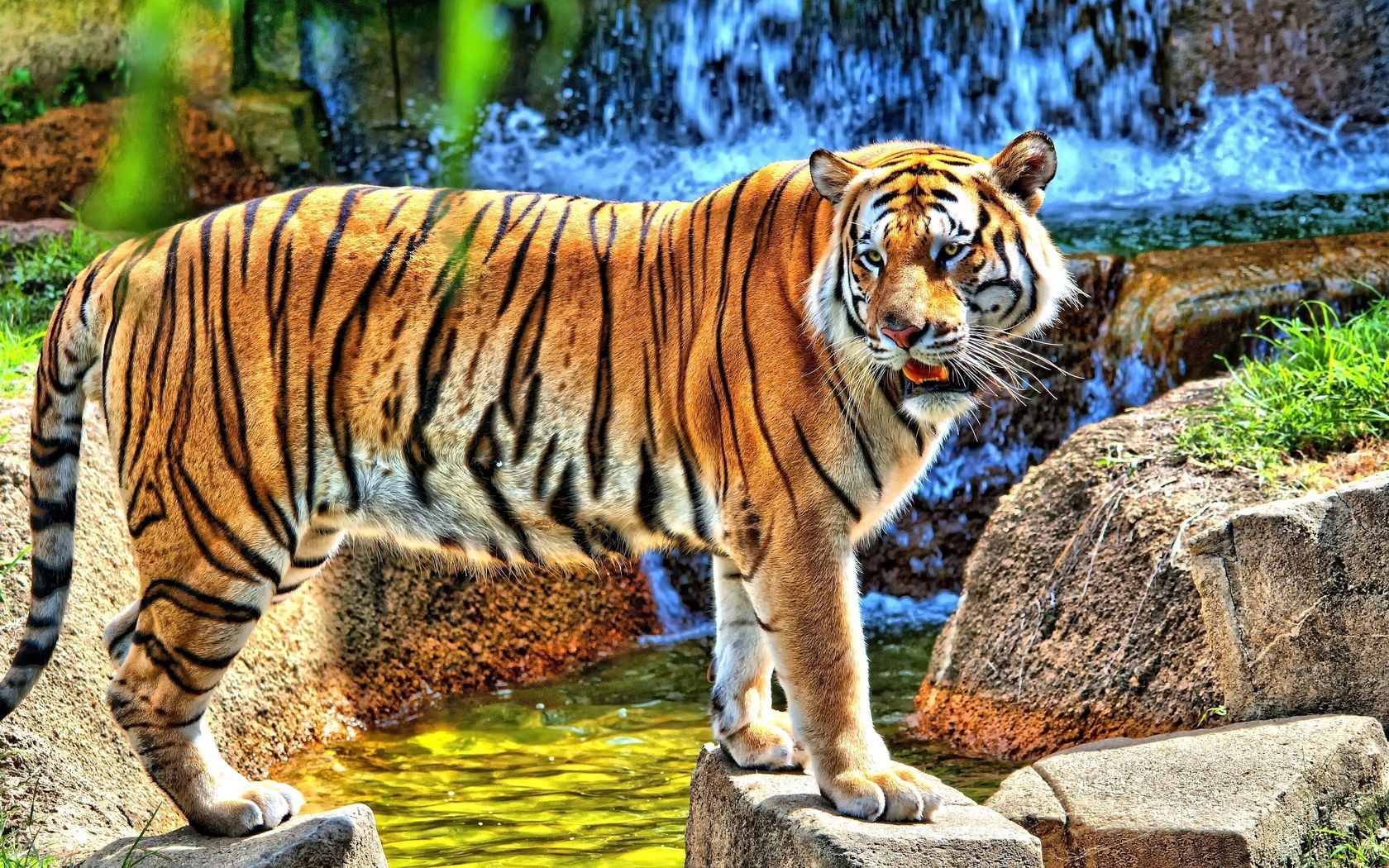 tiger, striped, predator, teeth, stones, grass, walk