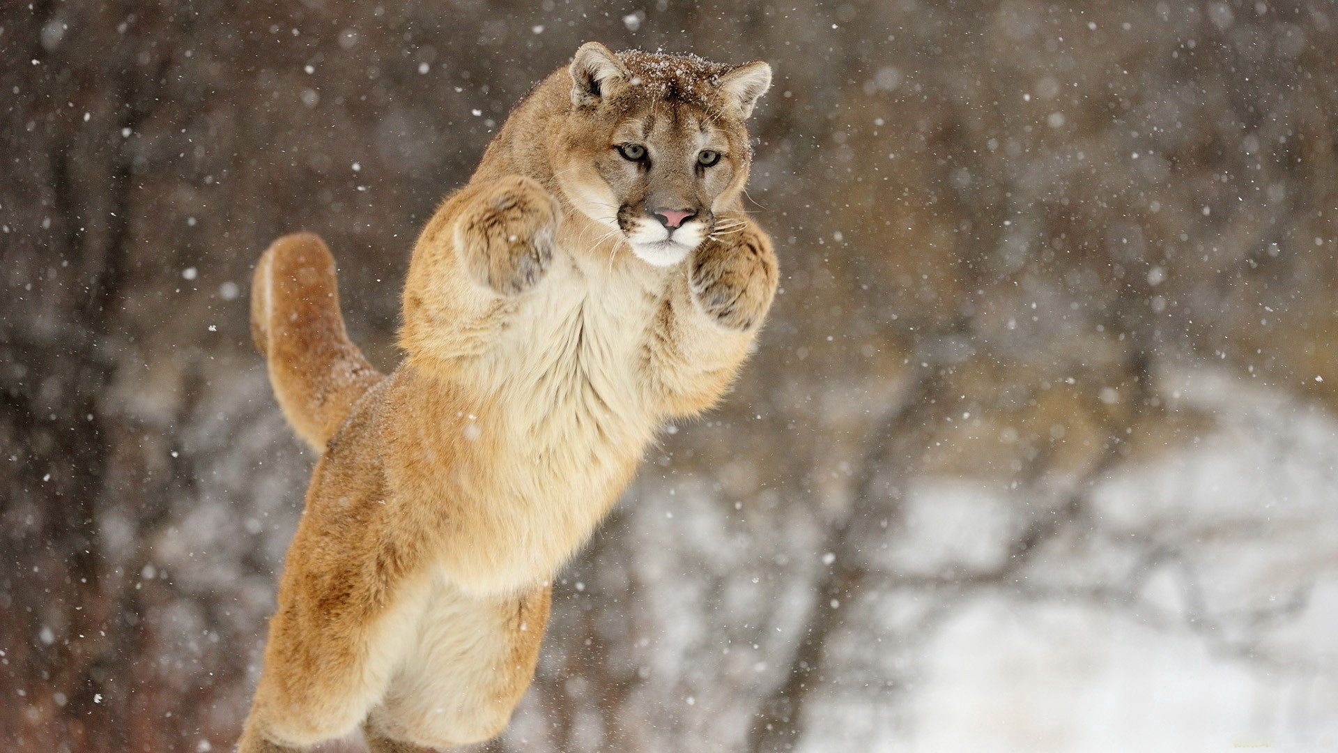 puma, snow, jump, winter