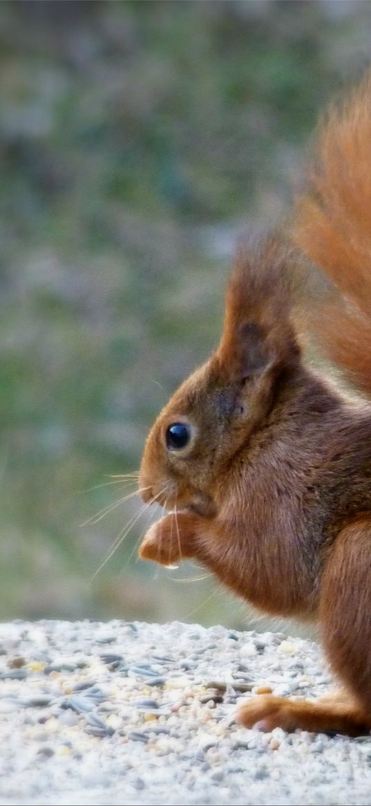 squirrel, bushy, tail, stone, sit