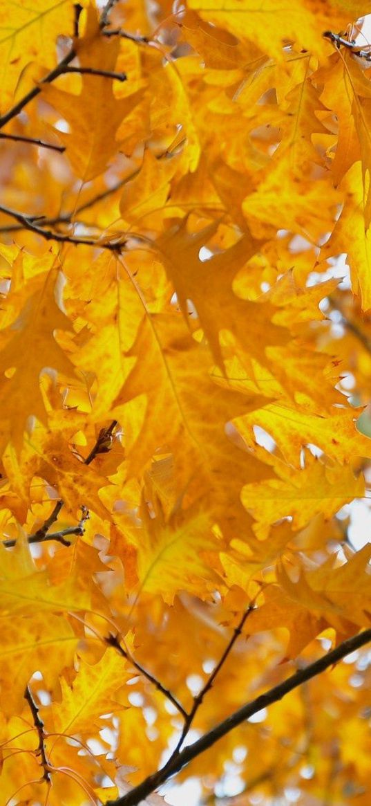 leaves, yellow, october, autumn