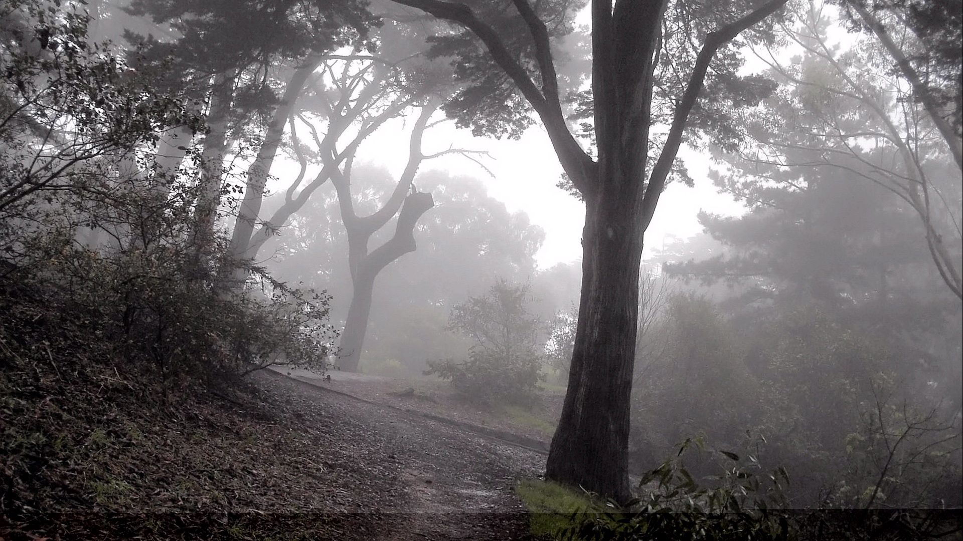 wood, fog, trees, descent, slope, mysterious, gloomy