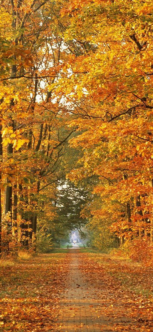 road, autumn, trees, avenue, leaf fall, october, way