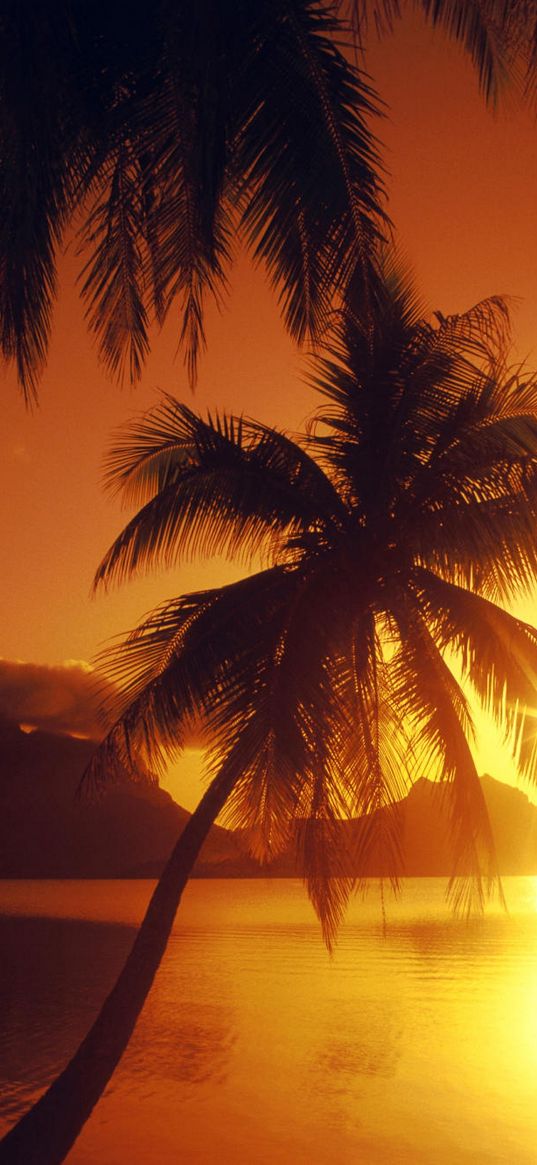 palm tree, decline, outlines, orange