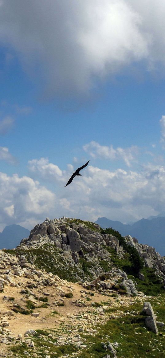 falcon, bird, flight, sky, mountain, nature