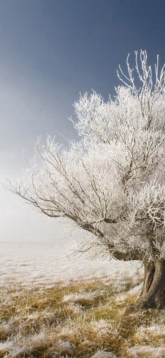 tree, branches, hoarfrost, gray hair, protection, naked, dream