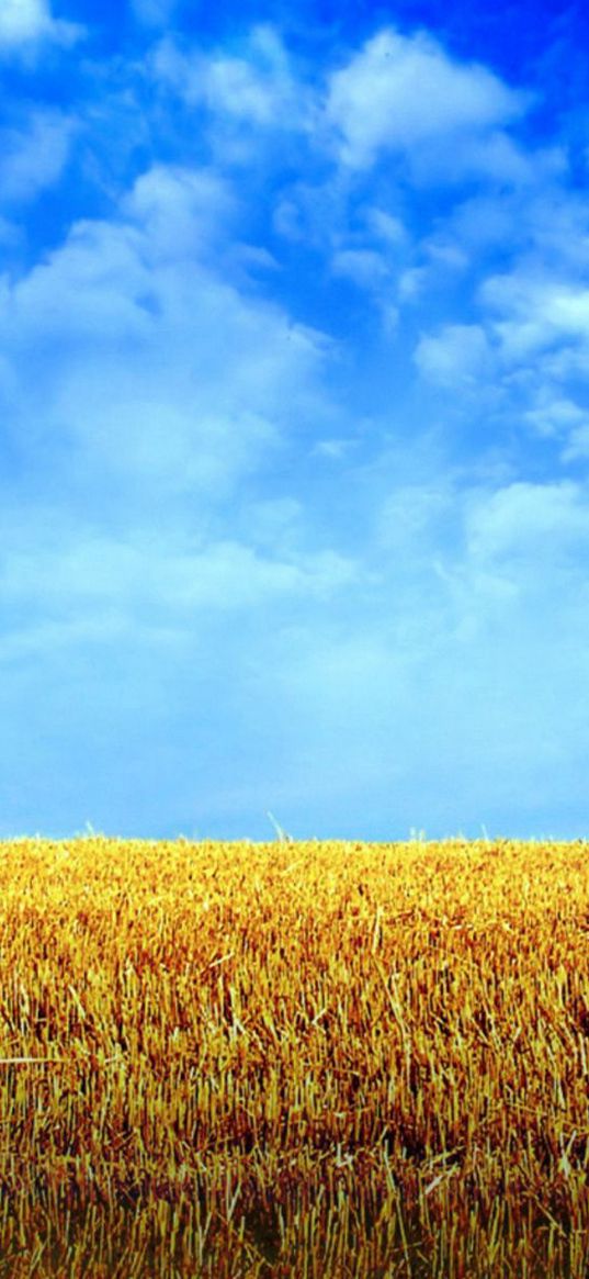 hay, bale, rick, field, horizon