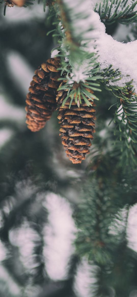 snow, spruce, cones, nature, winter