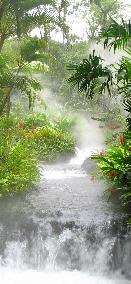 wood, mountain river, falls, flora, fauna, trees, streams