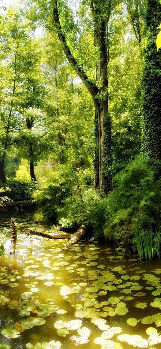 bridge, jungle, thickets, water-lilies, lake, reservoir, summer