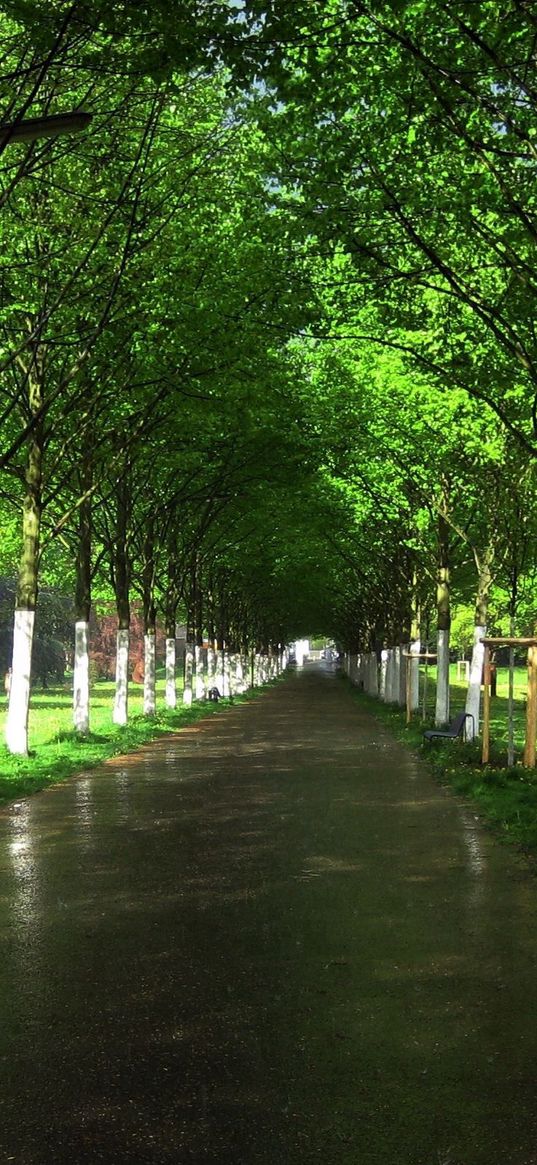 road, garden, trees, ranks, avenue, asphalt, wet