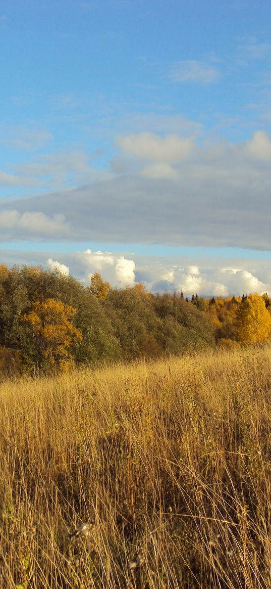 field, autumn, grass, faded, glade, meadow