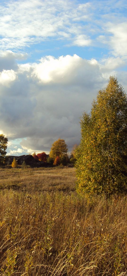 field, autumn, grass, faded, glade, meadow, fir-tree, trees