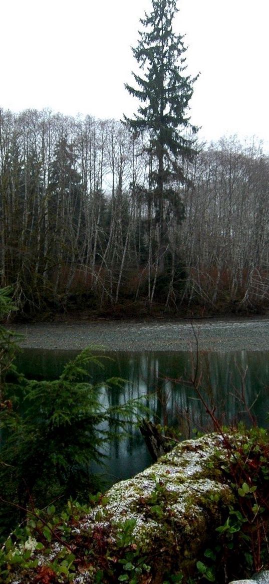 wood, trees, pond, gloomy, grew