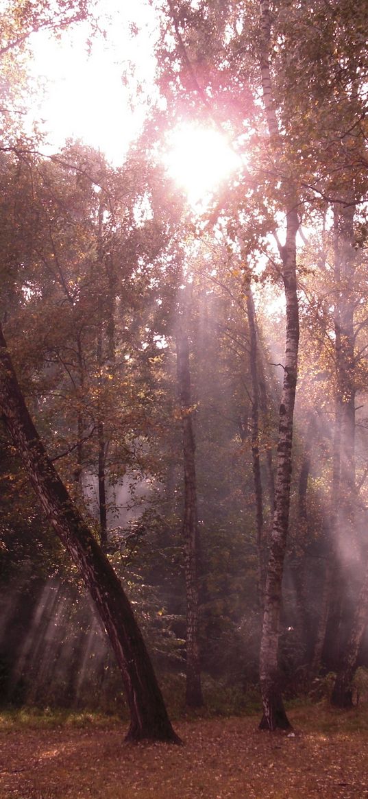 birches, light, beams, edge