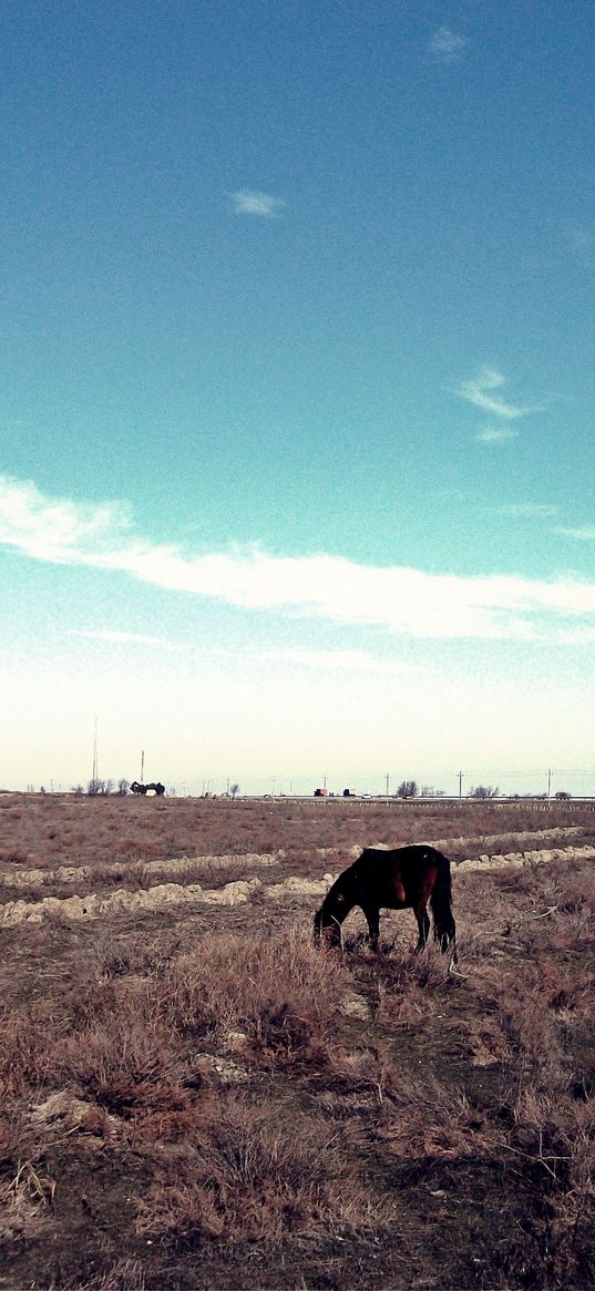 horse, steppe, pasture, lonely, bushes, sky, grass, faded