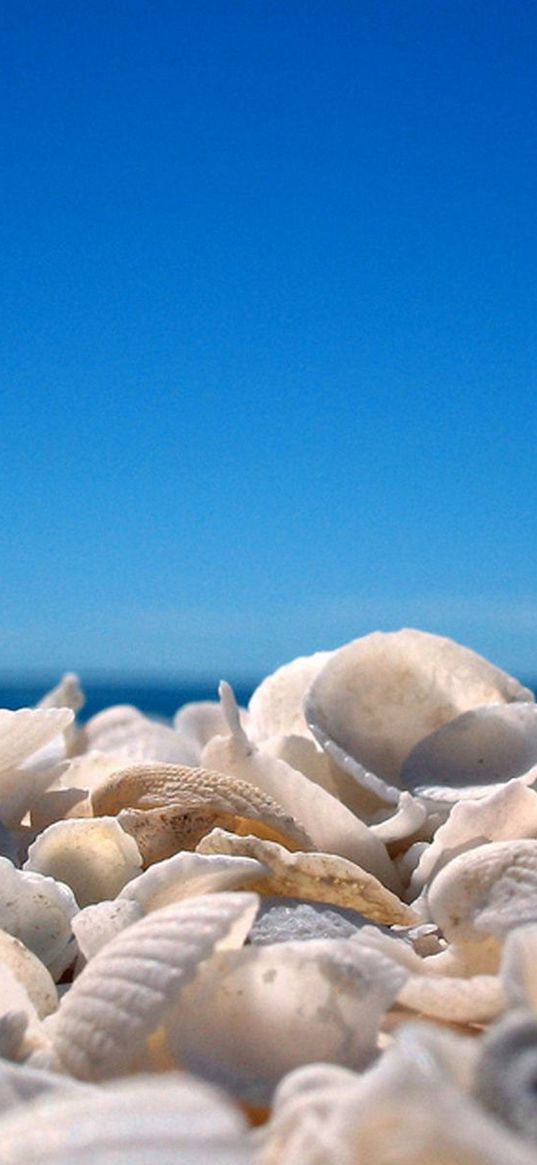 cockleshells, sky, coast, beach, blue