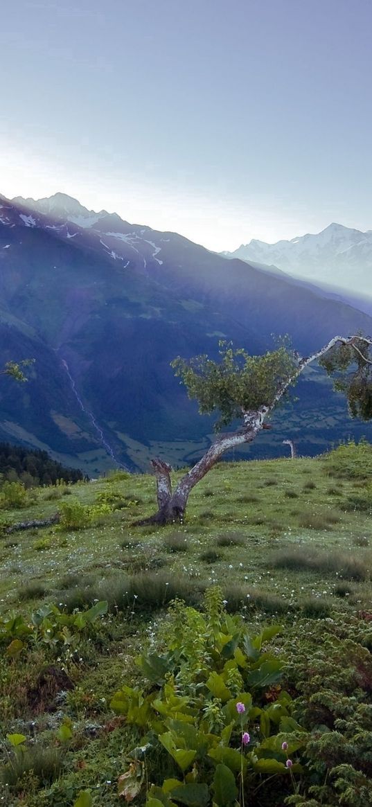 birches, dwarfish, steppe, mountains, fog, dawn, morning