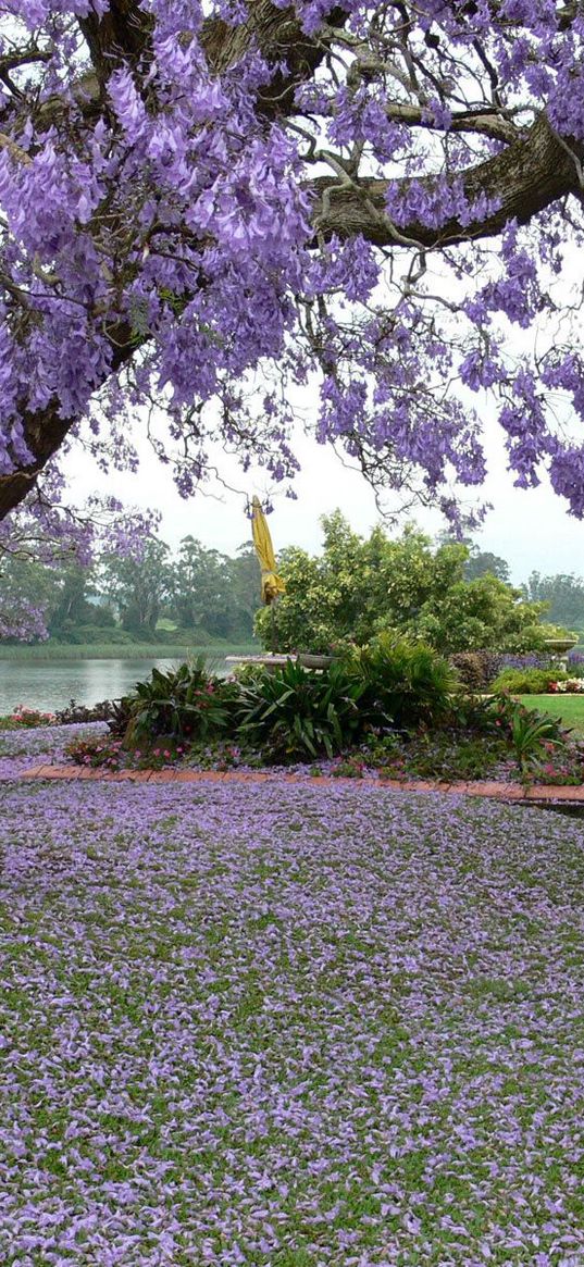 spring, tree, blossoms, petals, yard, garden, house