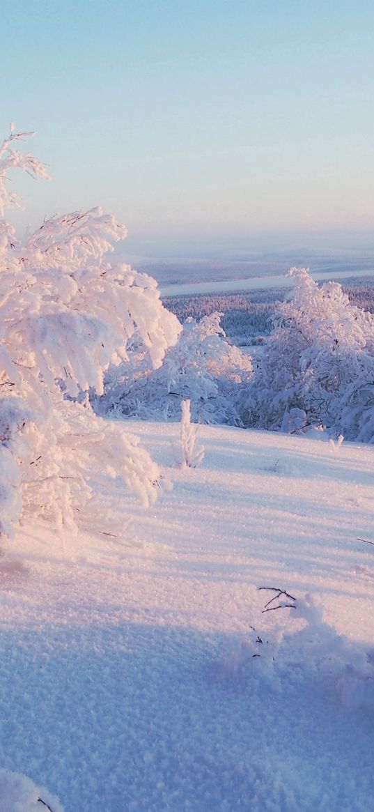 snow, winter, bushes, cover, veil, light, lilac